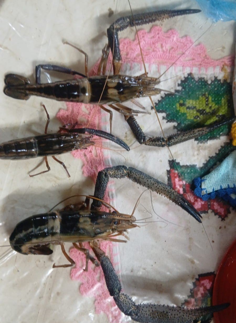 Miniatura Fauna 8