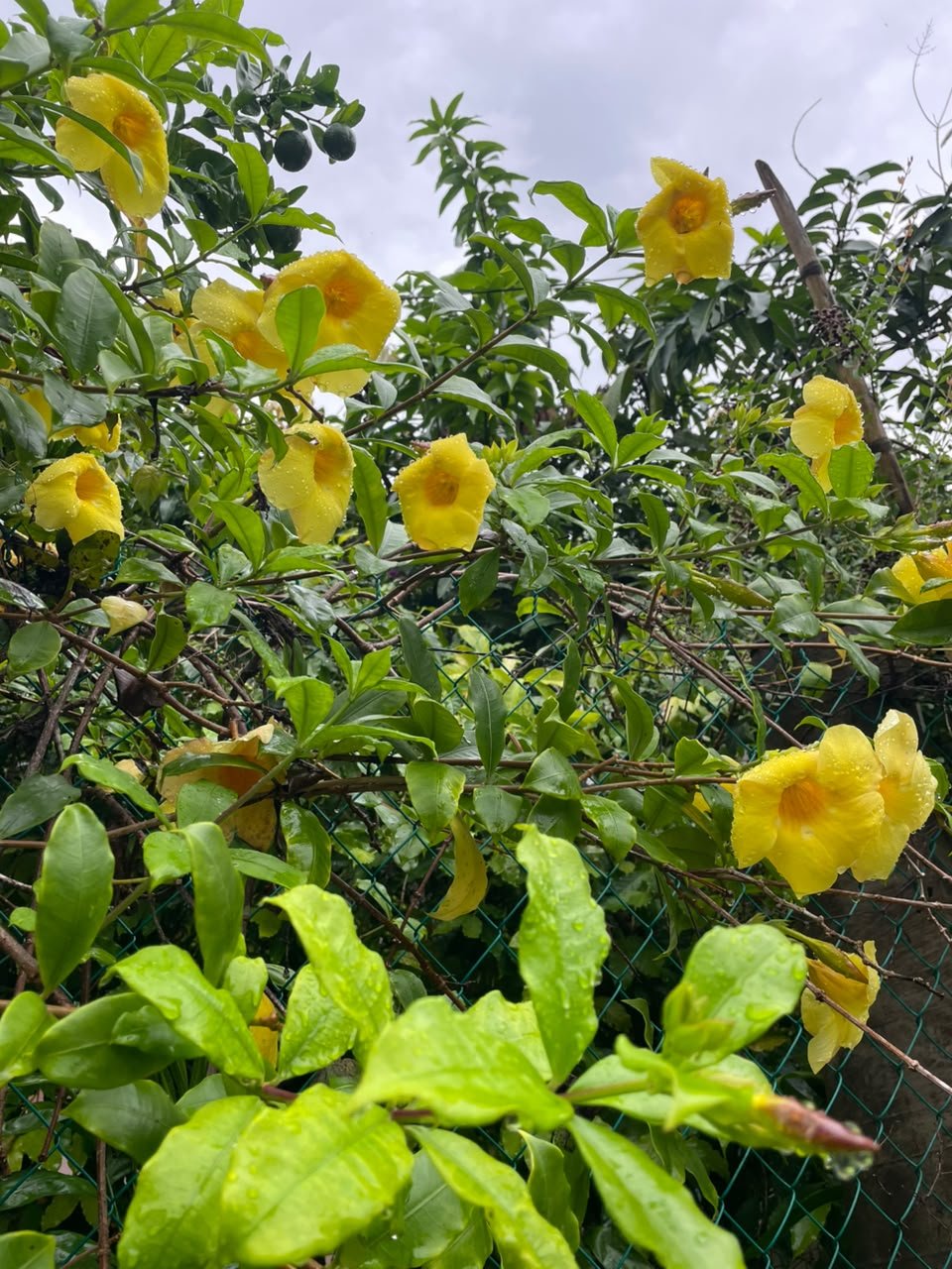 Miniatura Flora 15