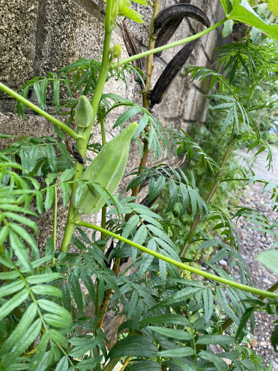 Miniatura Flora 17