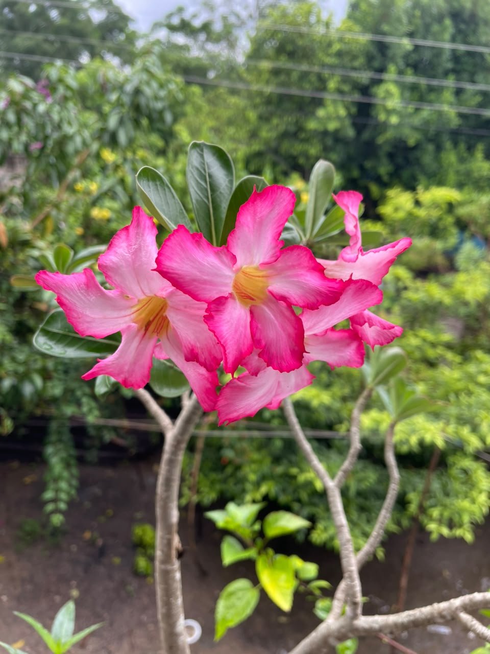 Miniatura Flora 21