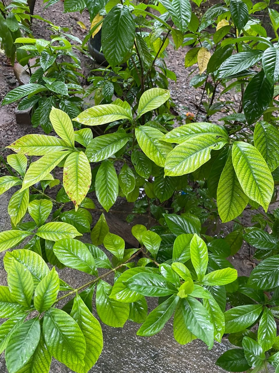 Miniatura Flora 28