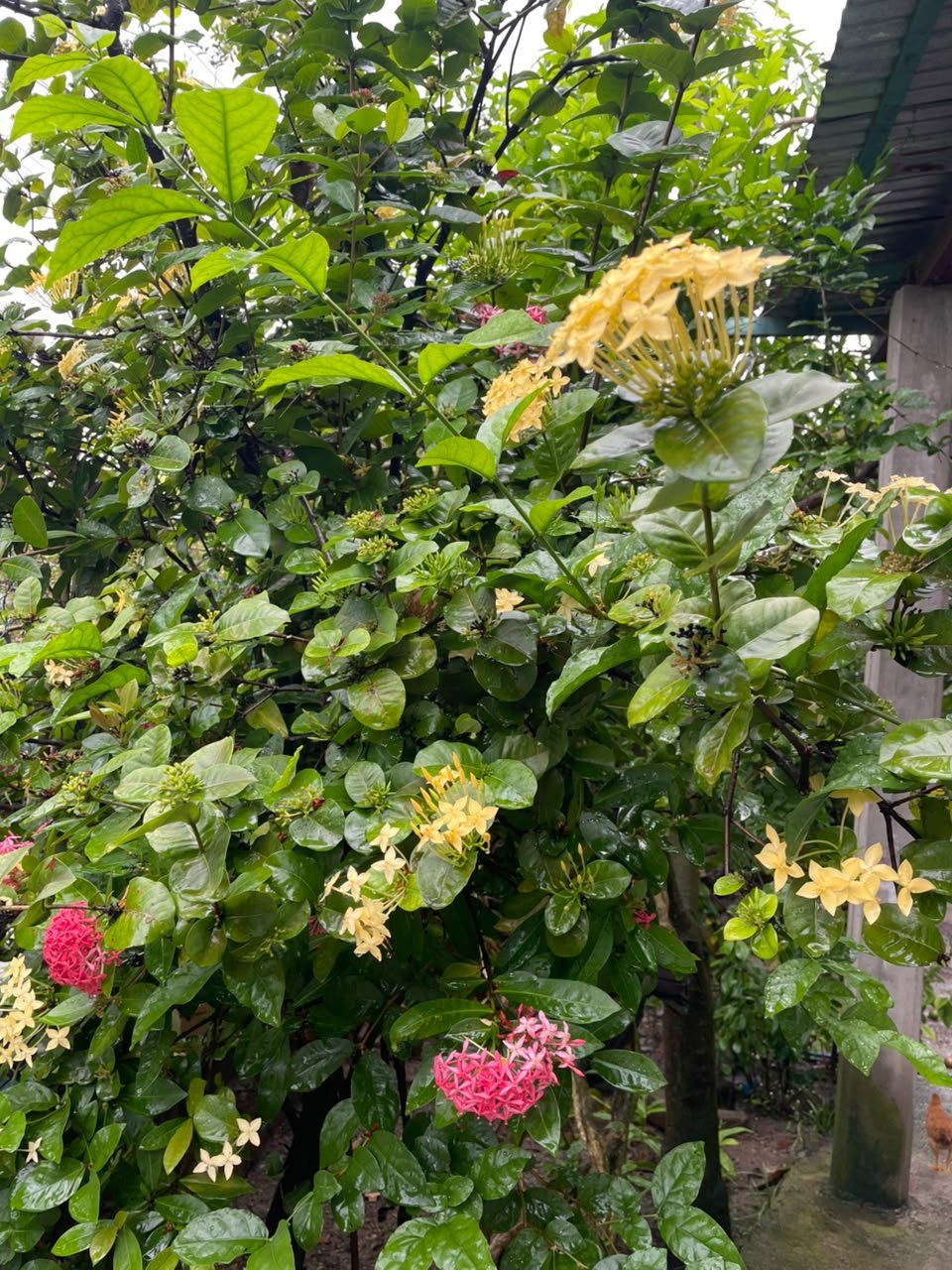 Miniatura Flora 31