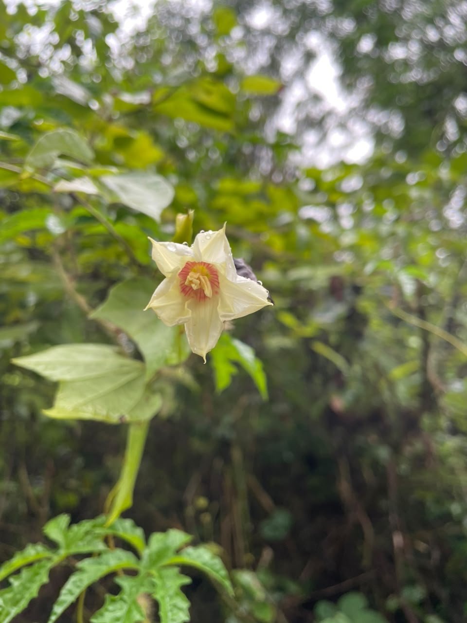 Miniatura Flora 9